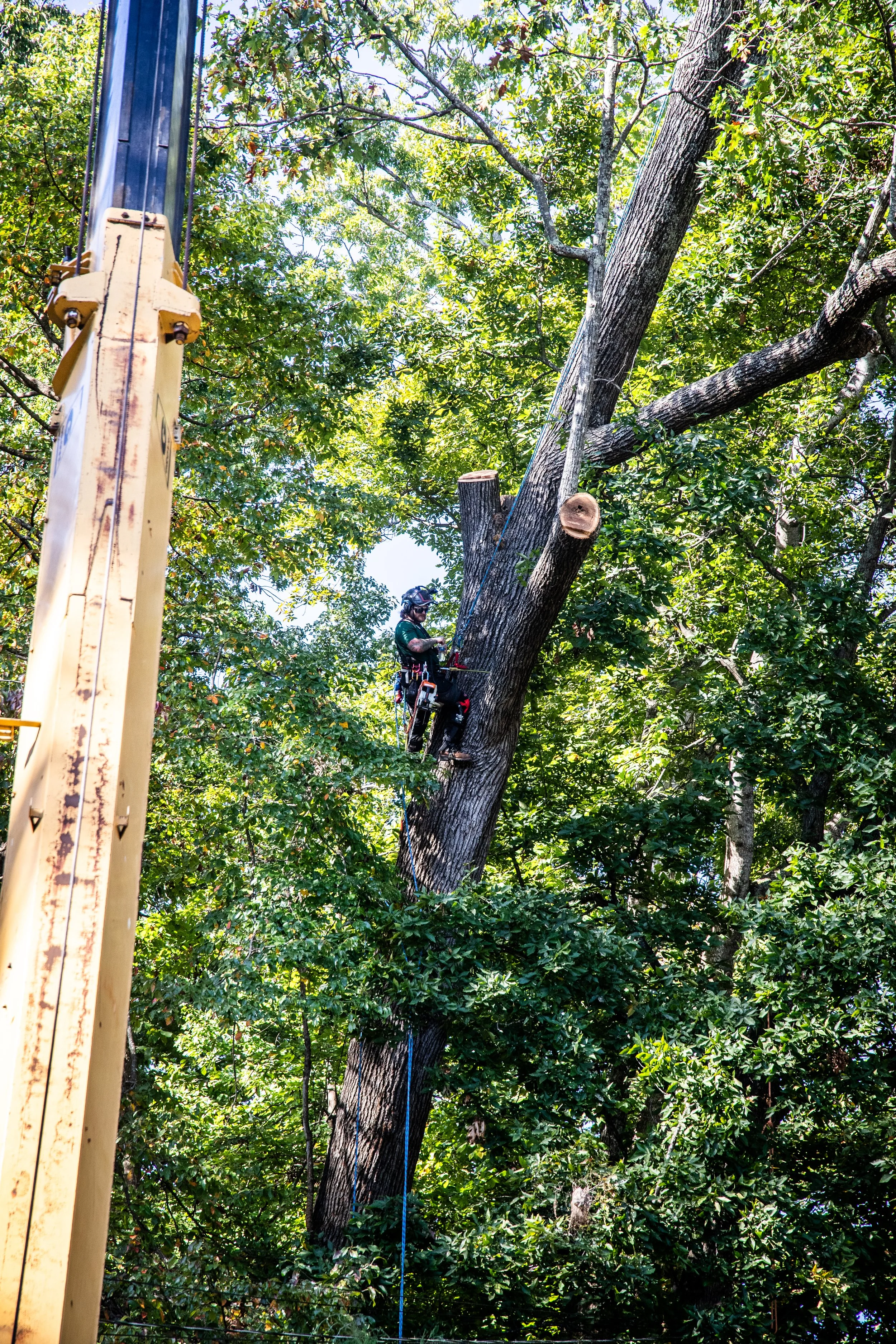 Tree cutting operation with a worker in safety gear climbing a large tree.