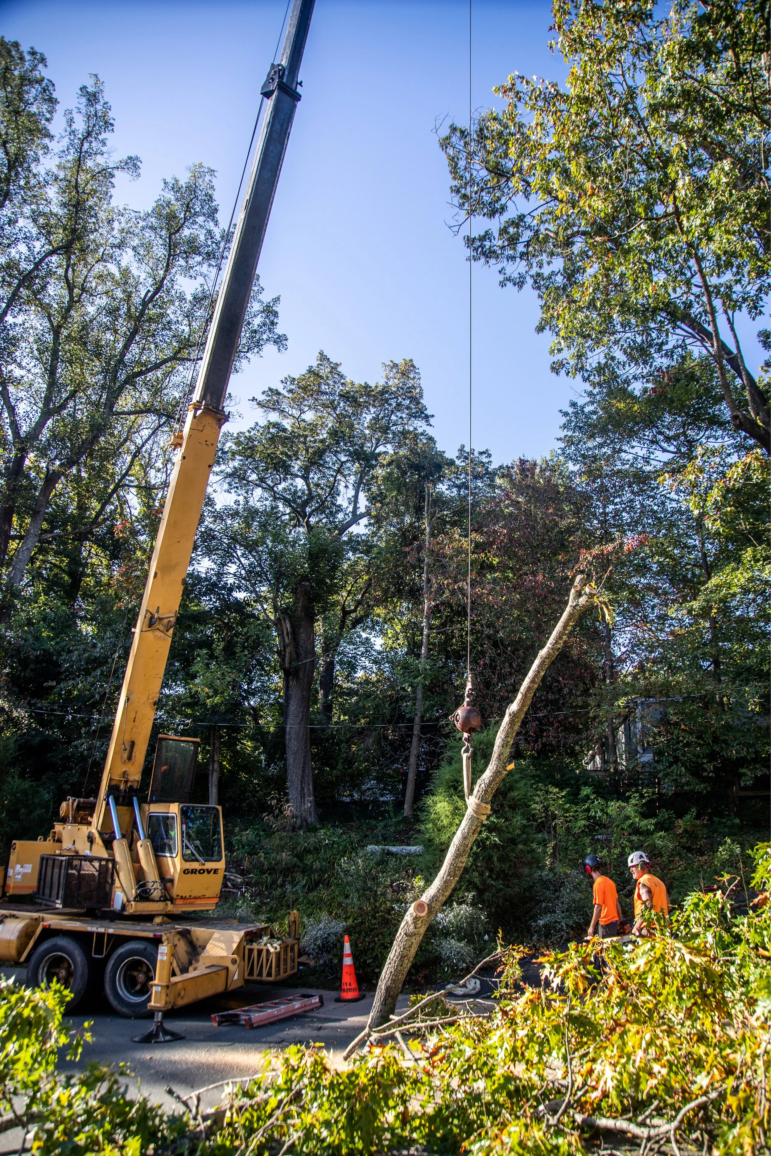 Workers are using a crane to remove a tree that has fallen across the road, with greenery and trees in the background under a clear blue sky.