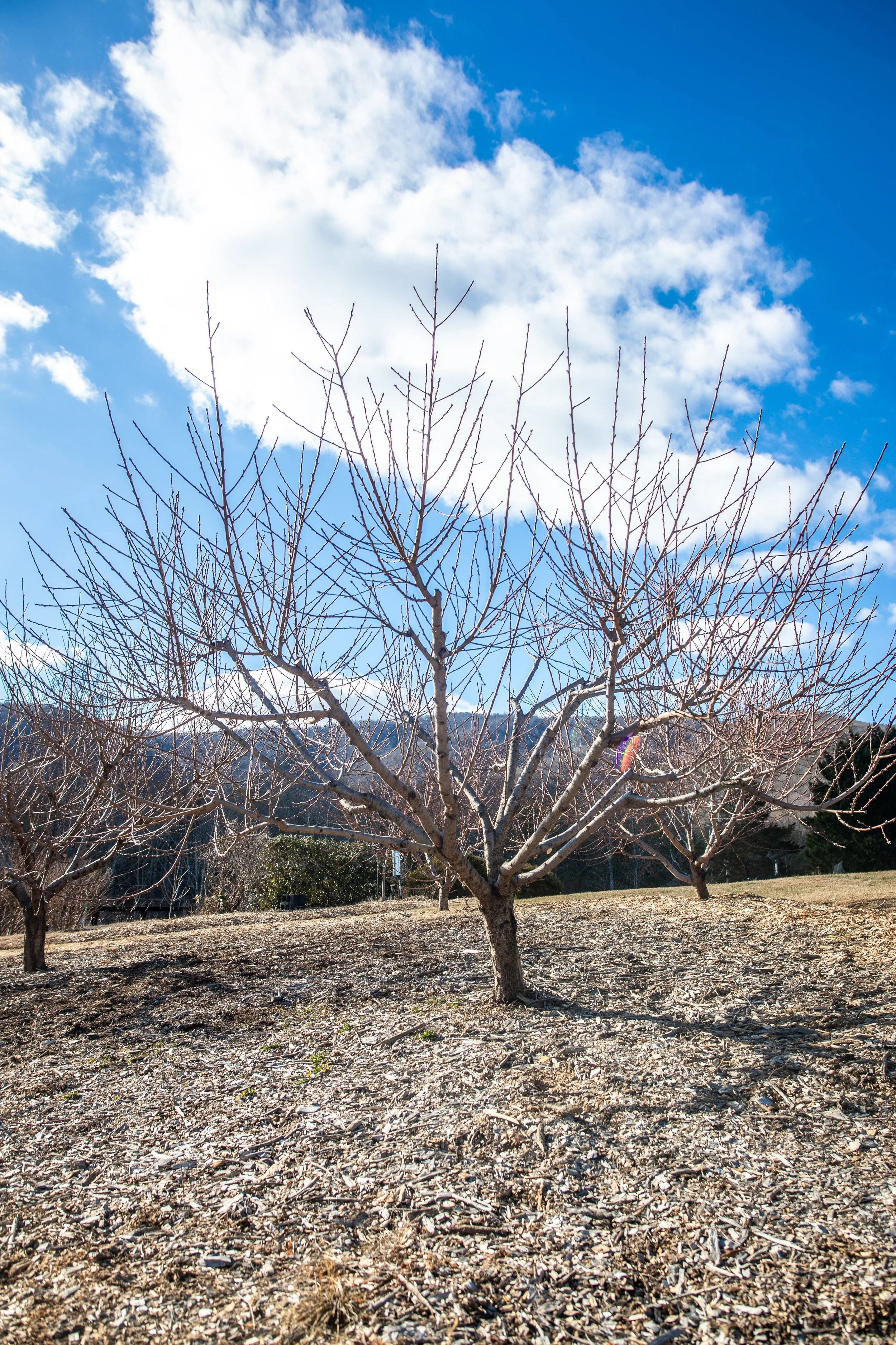Bare deciduous trees in a park during winter with a partly cloudy blue sky above.