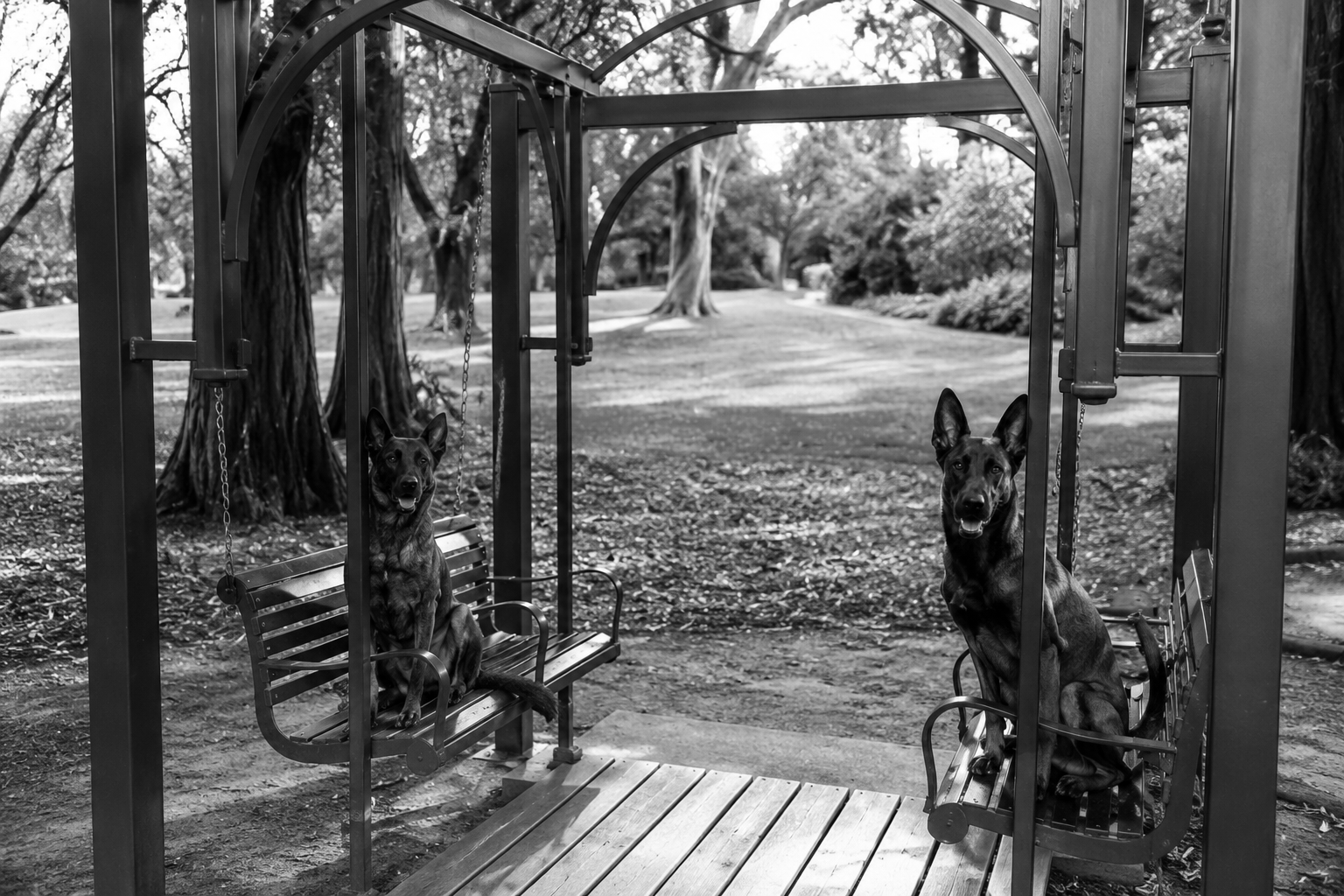 Two dogs sitting on separate swings in a park surrounded by trees, captured in black and white.