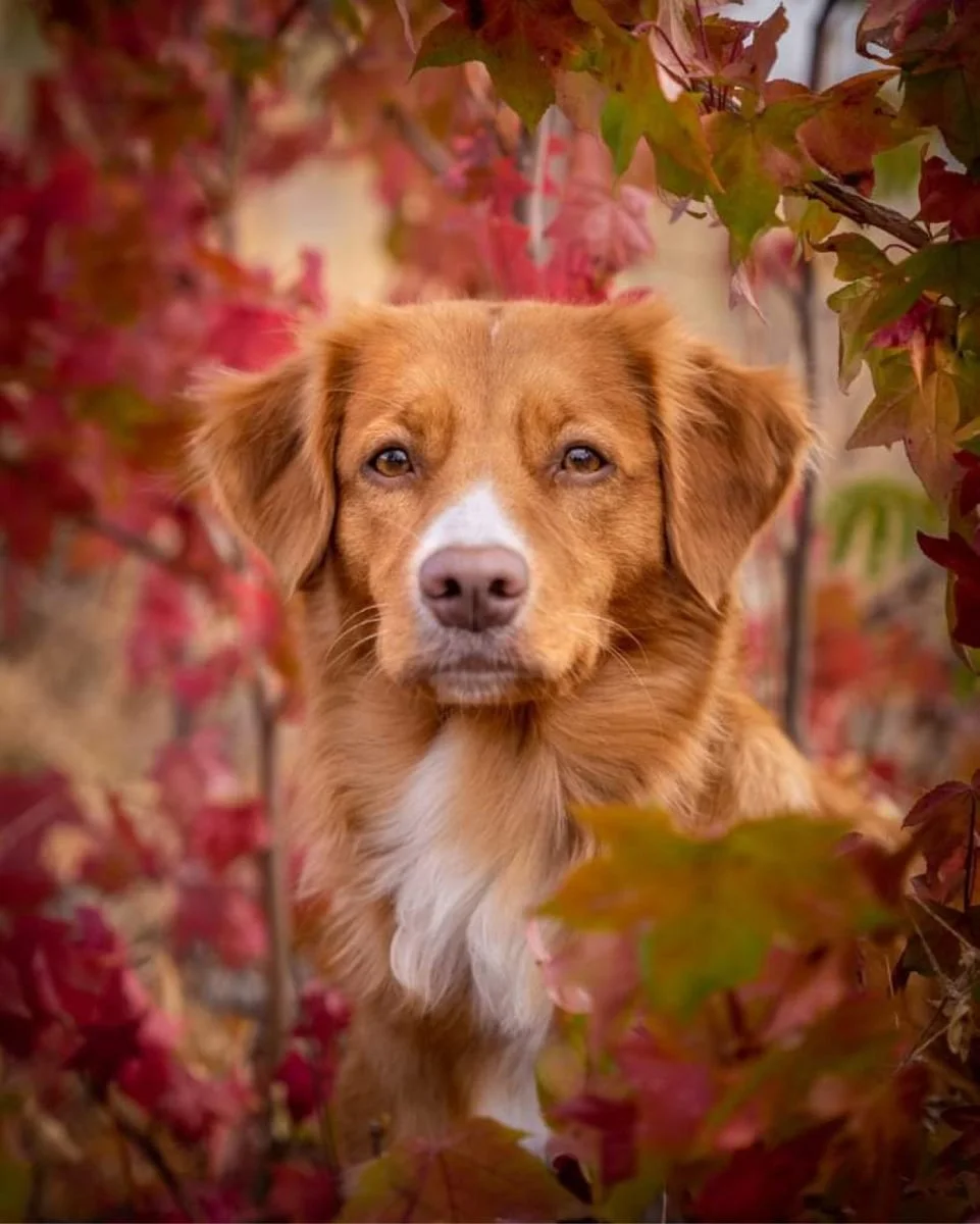 Maisey Mae of Rancho Cordova, framed by red fall leaves