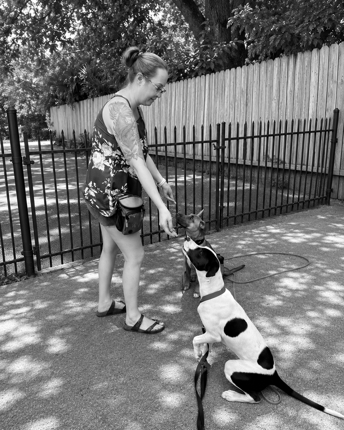 Trainer working with a reactive dog on leash skills in a Sacramento neighborhood — Wholistic Canine