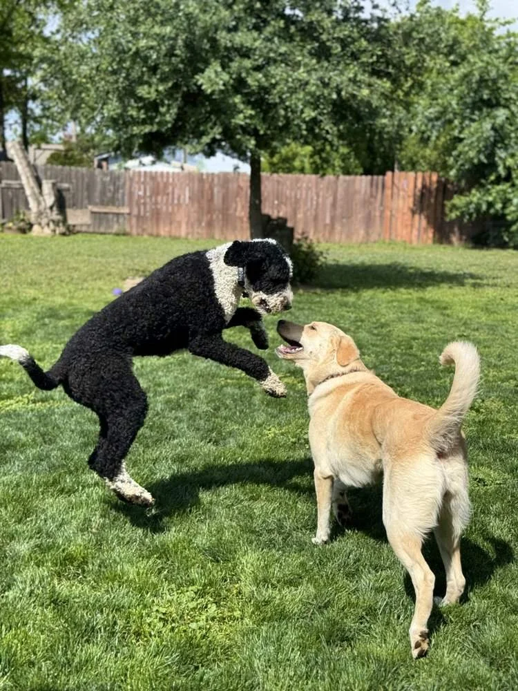 A poodle and a yellow Lab playing in the yard during in-home dog boarding with Alex of Wholistic Canine