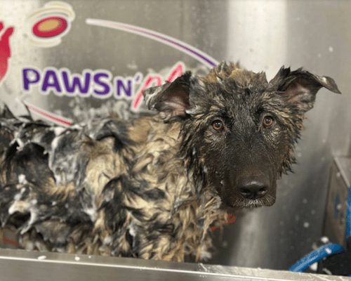 From Rescue to Right-Hand Dog: Odie’s Journey from Shelter to Paws N’ Play