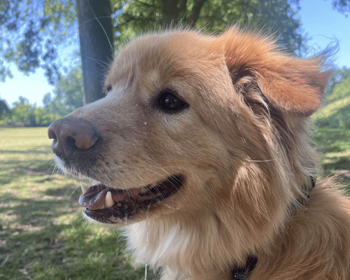 What JoJo Taught Me About Thresholds, Tools, and Freedom in Dog Training