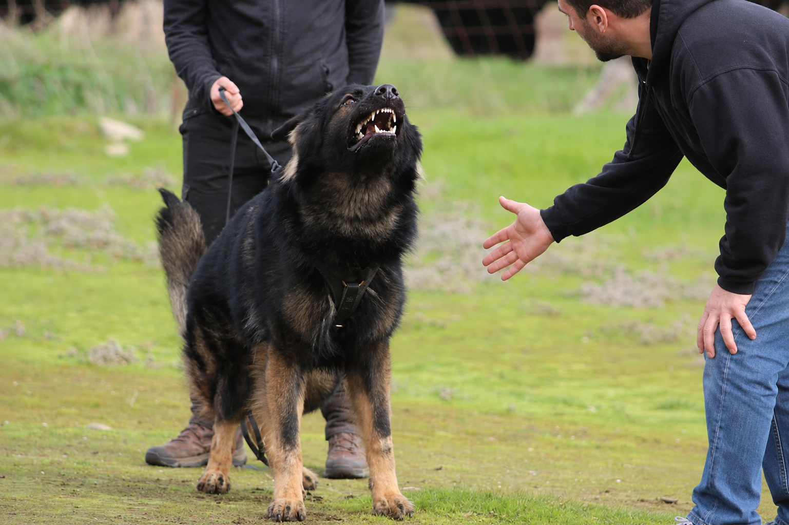 Why Does My Dog Bark and Lunge on Leash?
