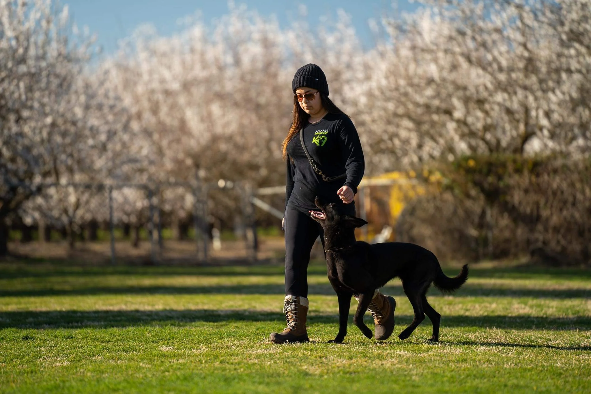 Is Your German Shepherd Trying to Run the Whole Show?