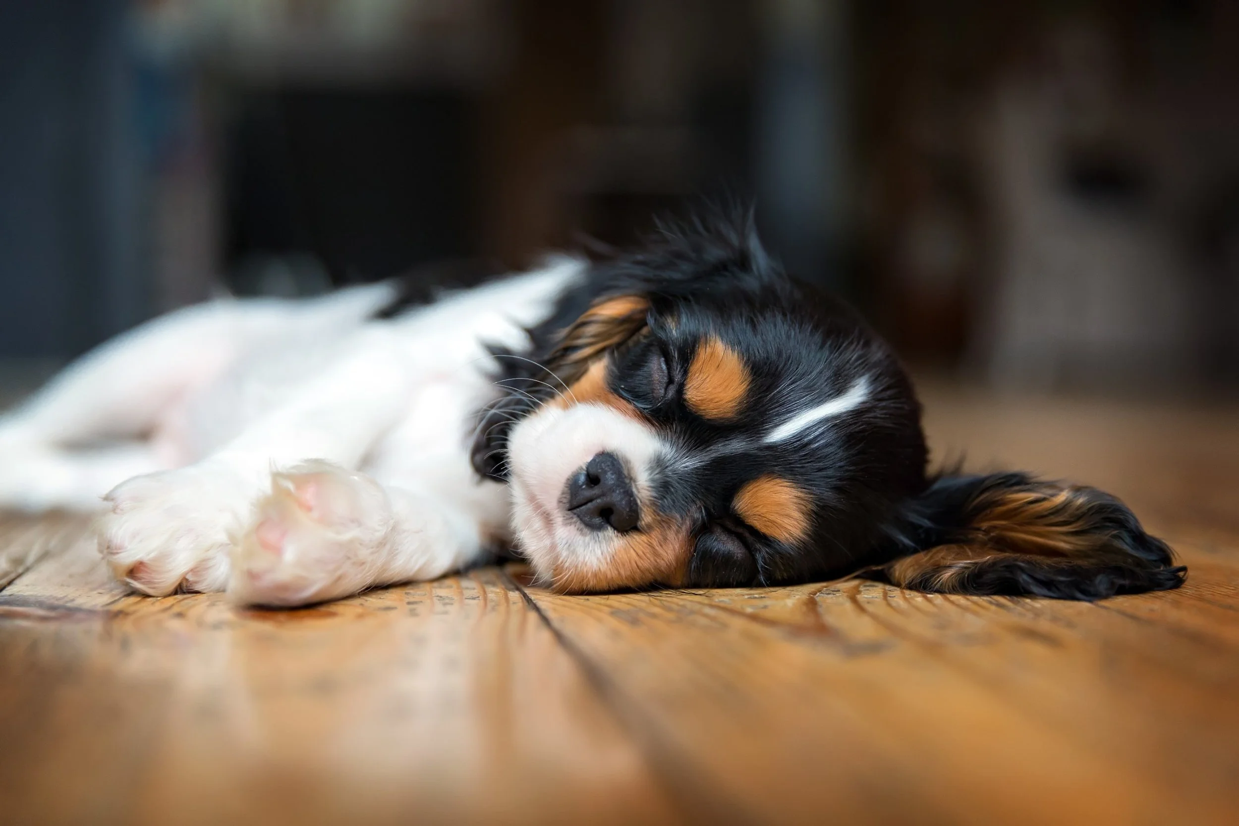 Potty Training Your Puppy or Dog: A Daily Schedule That Actually Works (Plus Indoor Options for Apartments and Rainy Days)