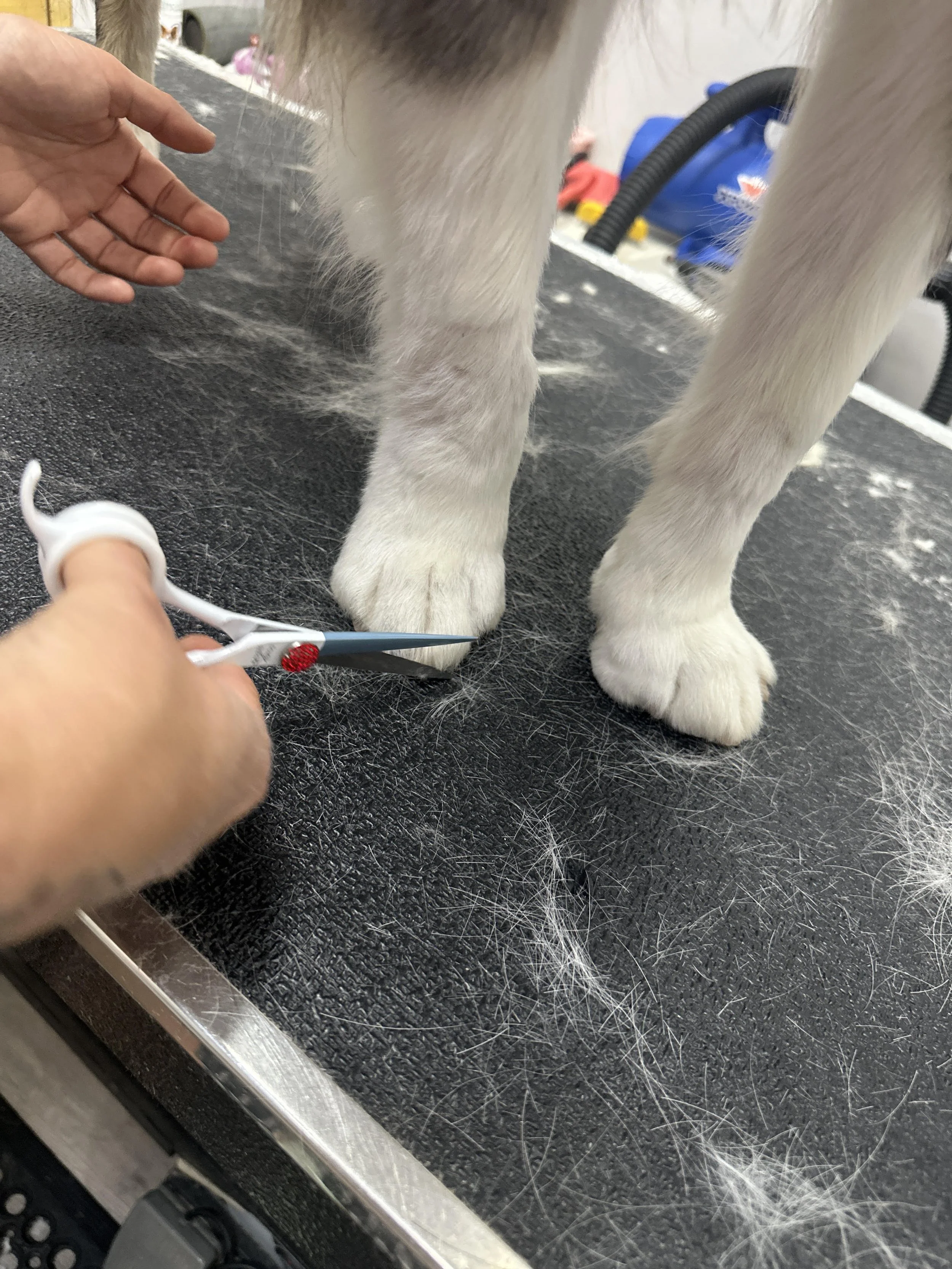When a Scissor Is Not a Scissor… It's a Shear: Inside a Sacramento Groomer's Kit