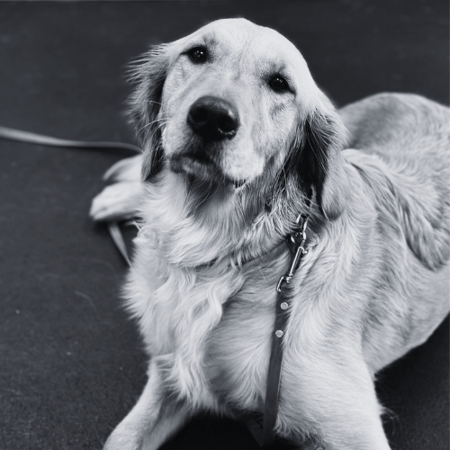 Poppy the golden retriever looking calmly at the camera while laying down after her private training lesson