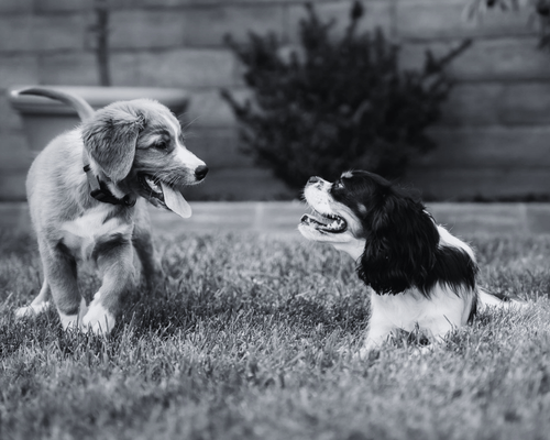Two dogs playing on a lawn in a backyard, one laying and the other standing, with a wooden fence and a shrub in the background. Photograph by Zachary Heath, SweetAz Productions