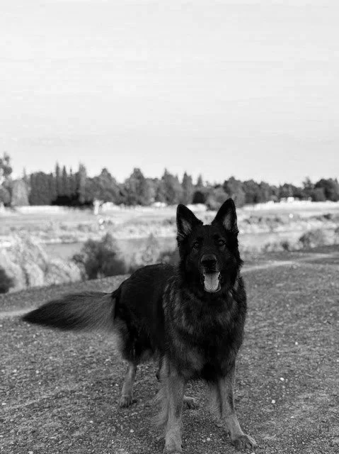 Dog off leash at river park.