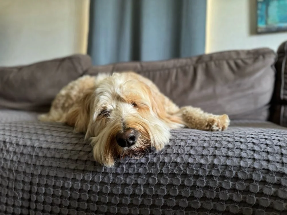 A doodle relaxing on the couch during in-home dog boarding with Alex of Wholistic Canine