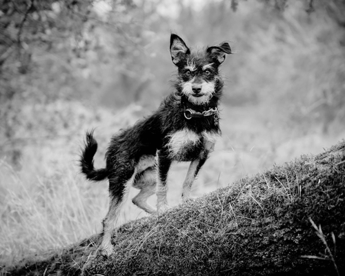 Zane a small wire haired mix terrier posing on a log off leash. Photograph by Zachary Heath, SweetAz Productions