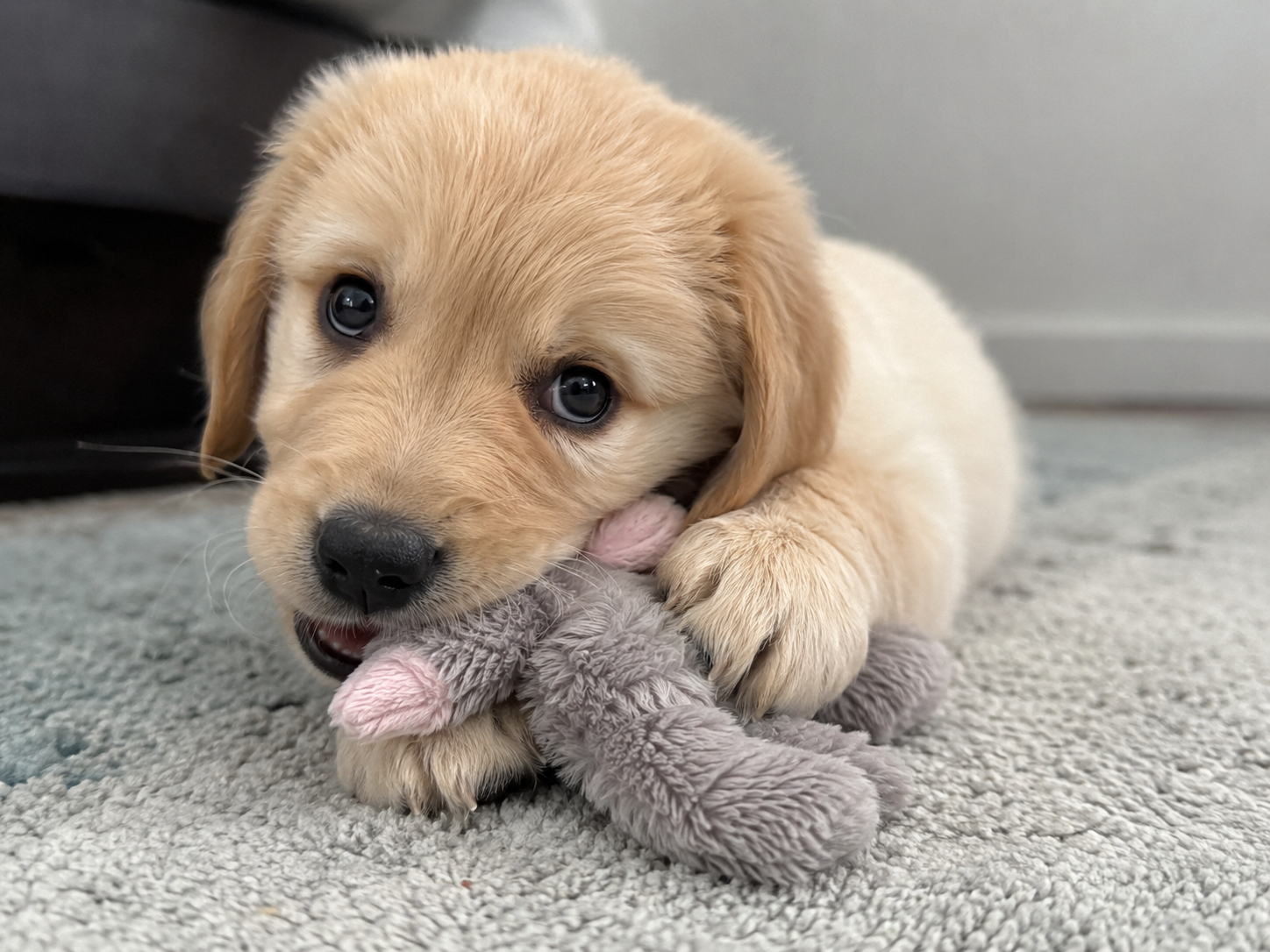 Sacramento puppy mouthing a toy during early bite training