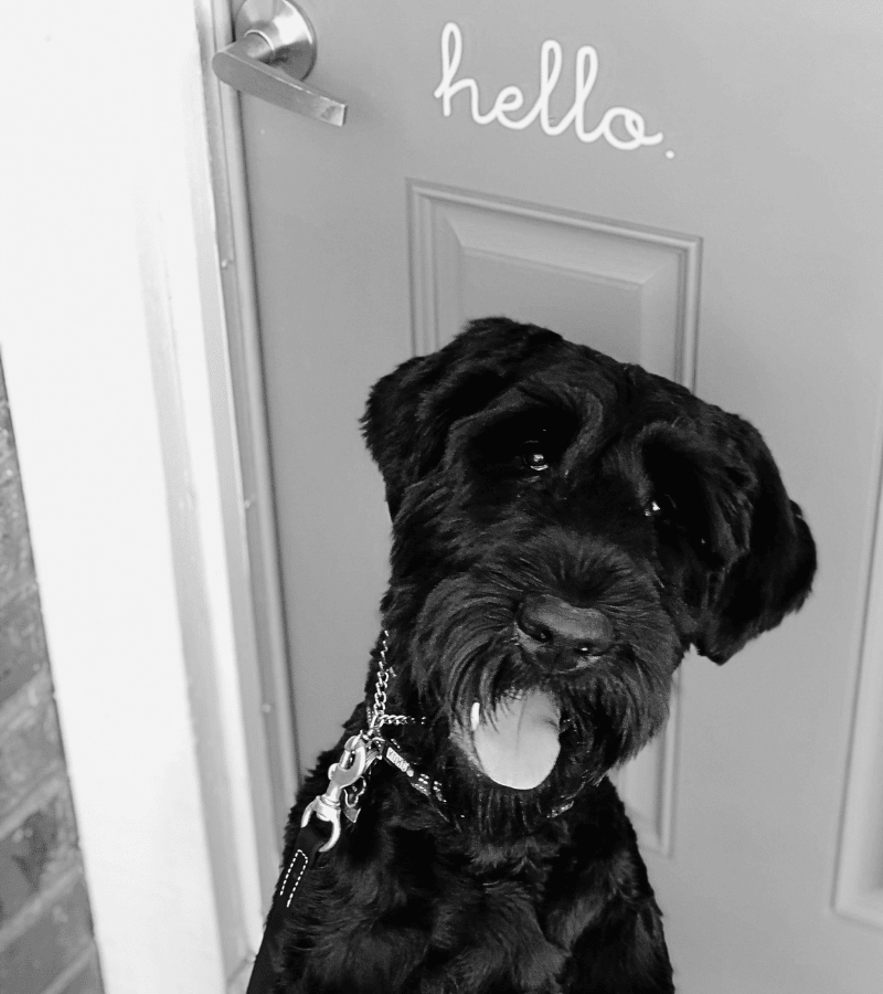 Black dog with a collar, tongue out, sitting in front of a door with 'hello' written on it greeting guests.