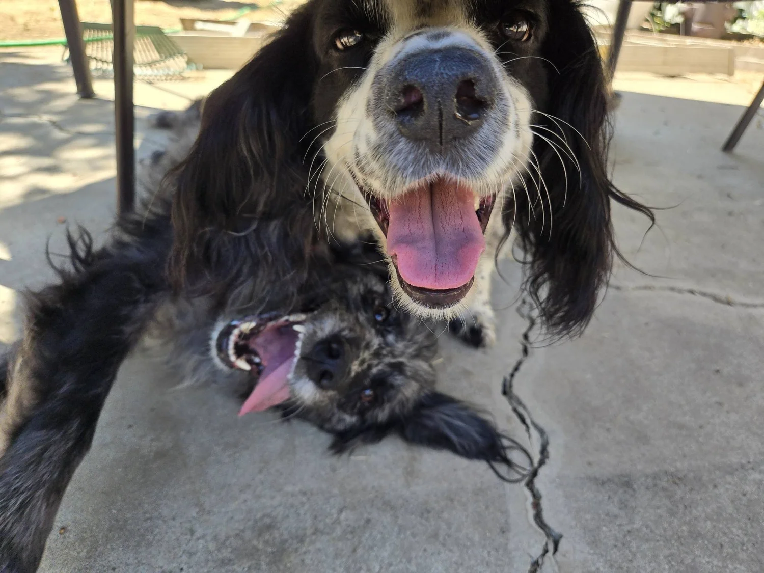 Poppy the Springer Spaniel mid-play, mouth open in joy, with another dog upside-down beneath her