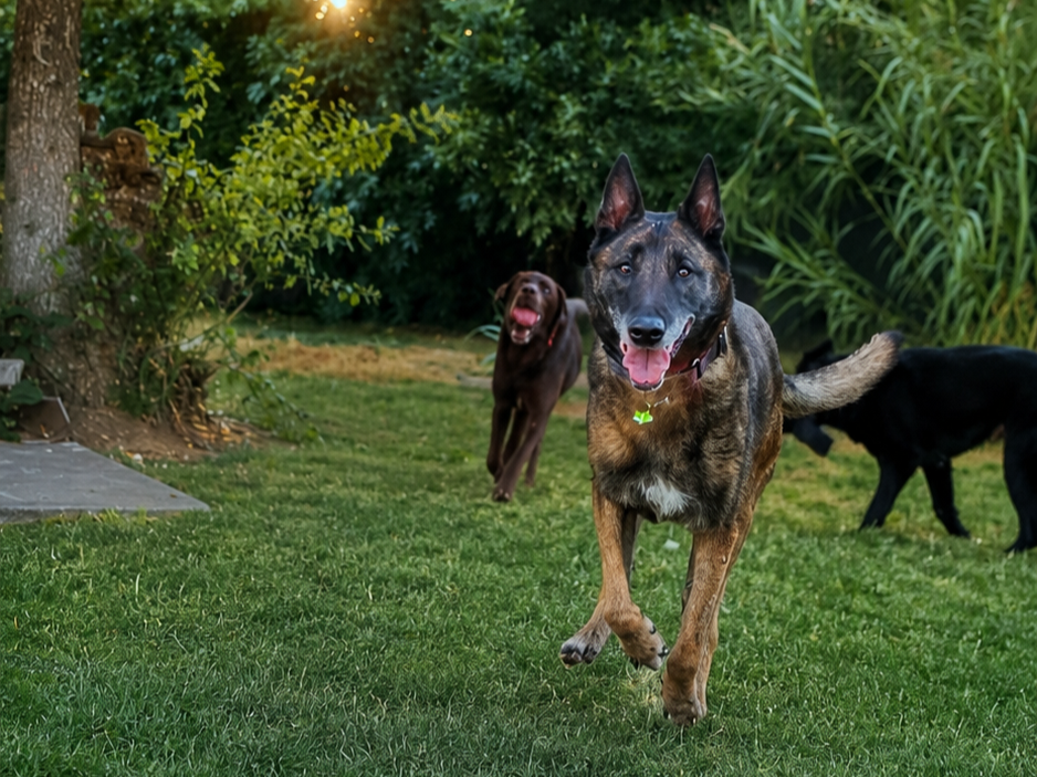 Adopted senior dog after owner died