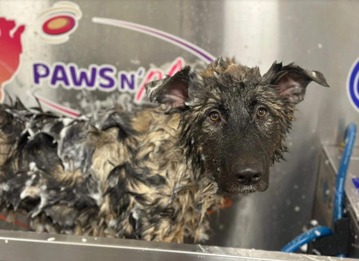 Wet dog (Odie) with multicolored fur, standing in a stainless steel sink or tub, with a background featuring a sign that reads "Paws N Play" and other pet-related items.