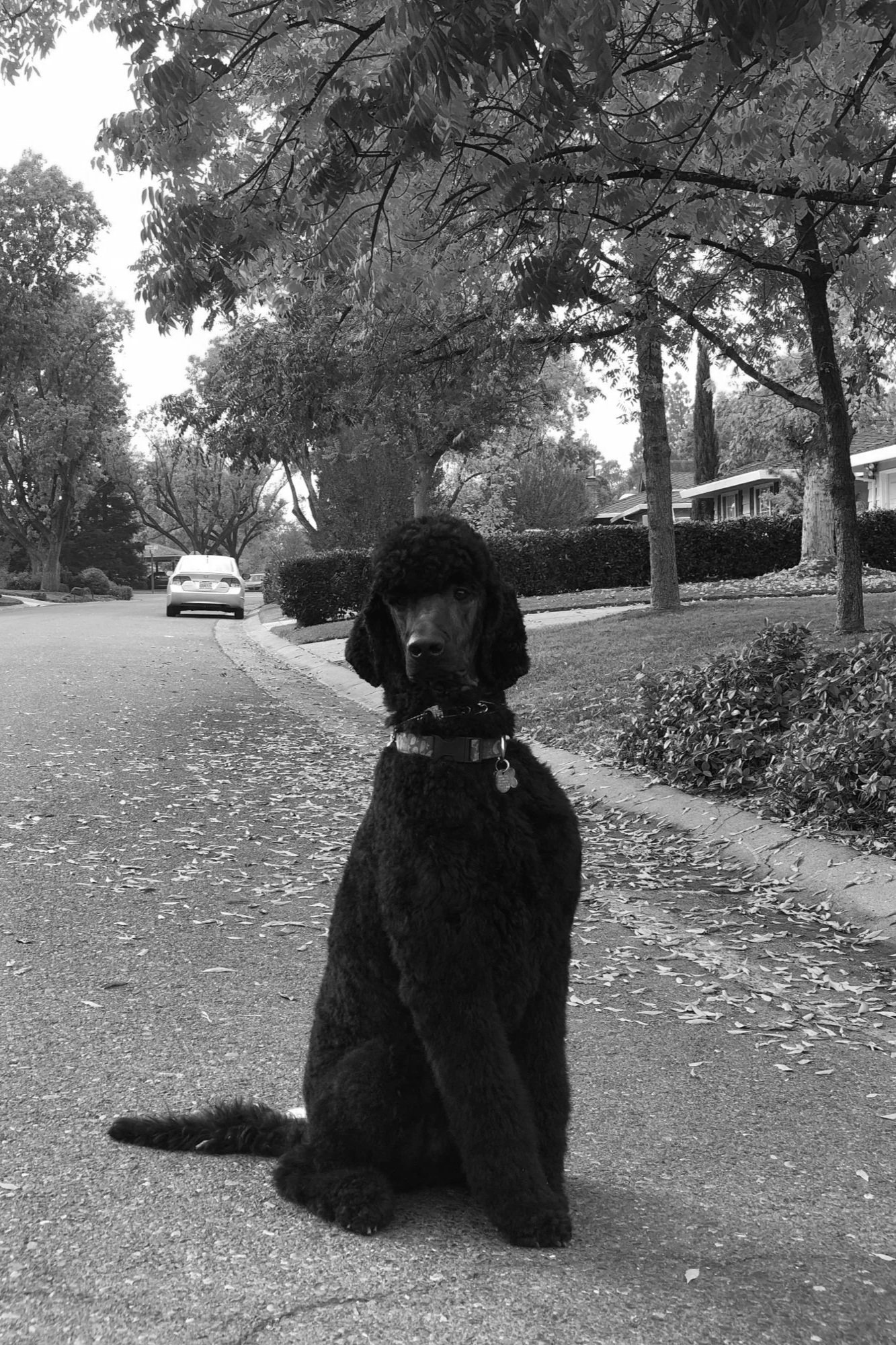 Black Poodle in Arden Park area during private training session