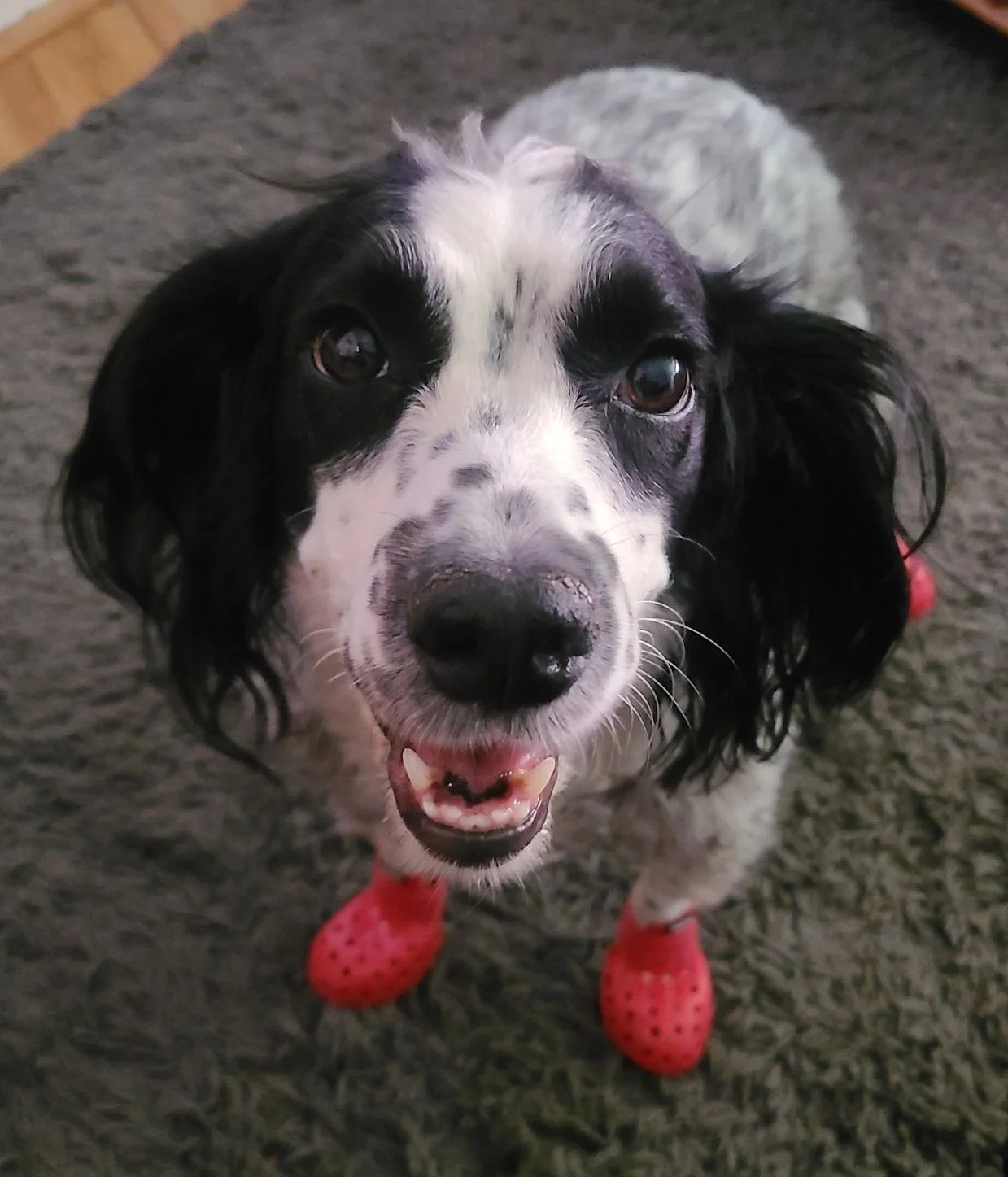 Poppy the Springer Spaniel sitting on a rug looking up sweetly, wearing little red rubber boots