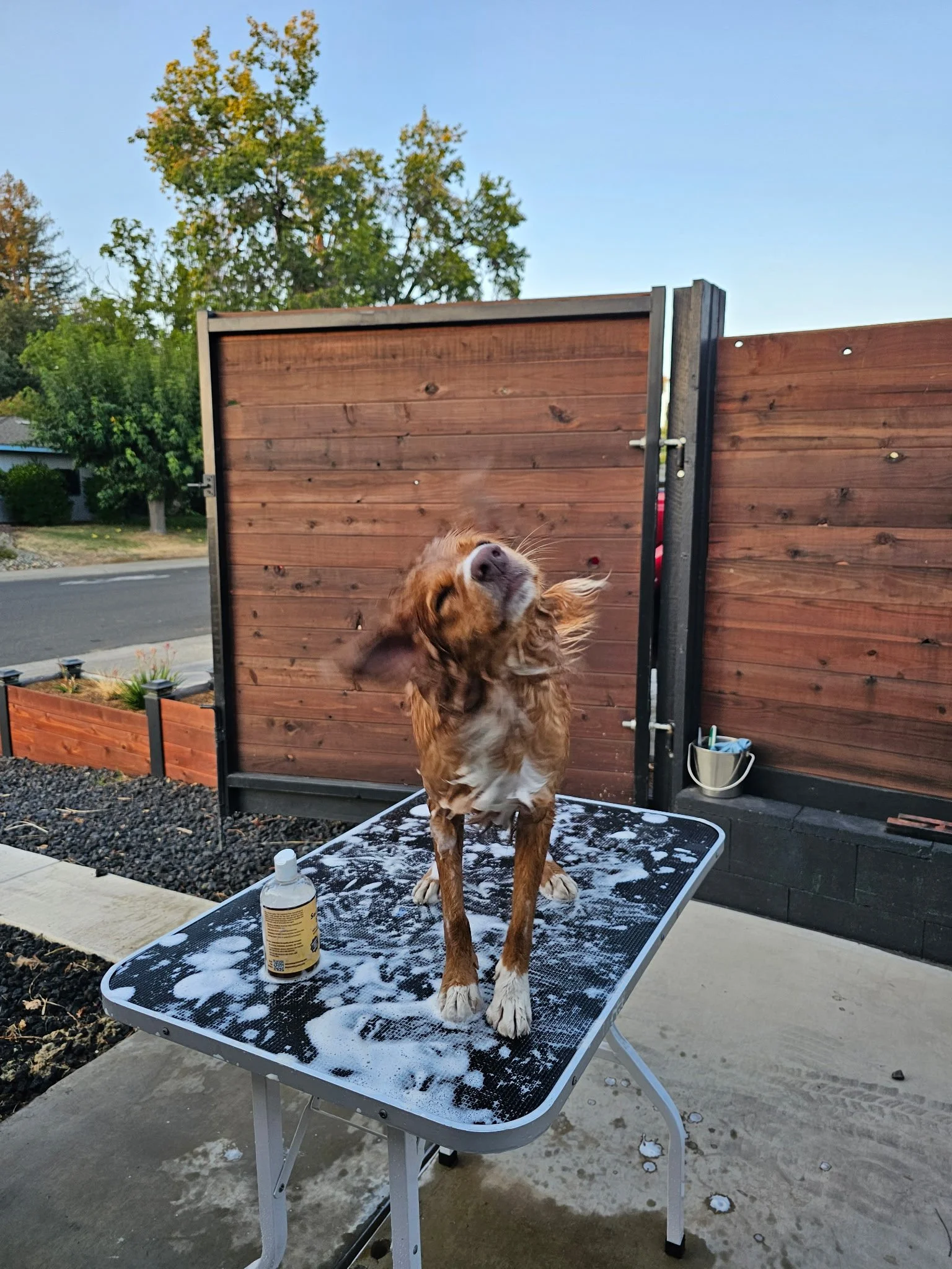 Why Does My Dog Shake Off When They're Not Wet?