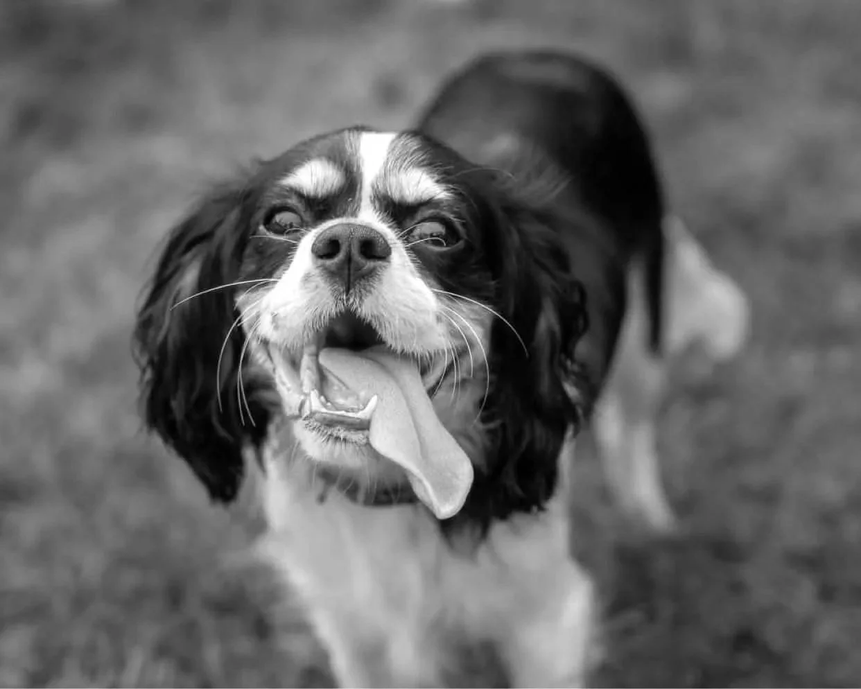 King Charles Cavalier puppy with tongue out, happy after puppy training