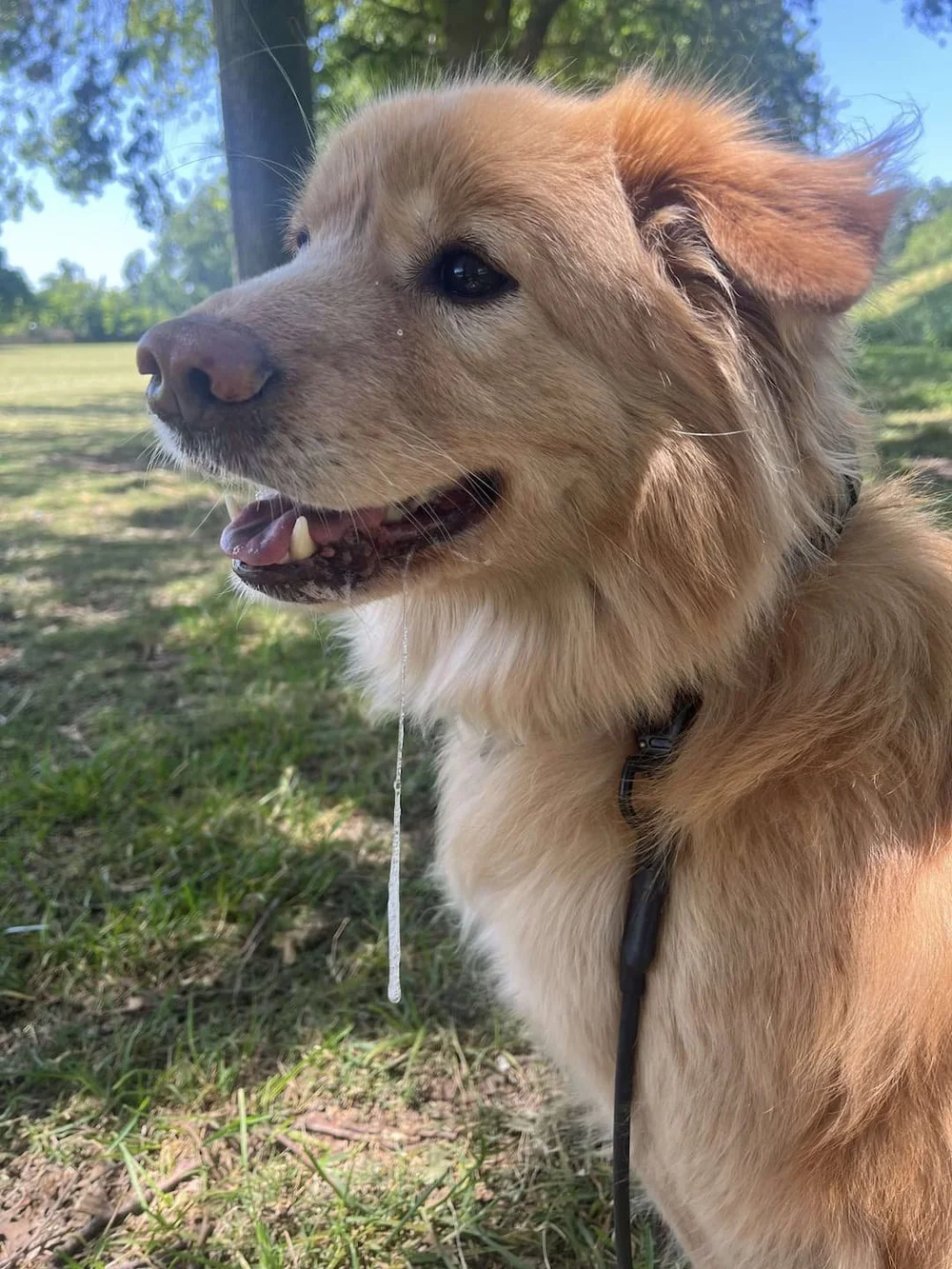 JoJo the rescue dog relaxed and goofy after a month-long board and train for reactivity