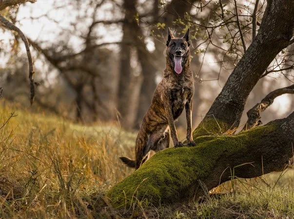 Charlie, a twelve-year-old Dutch Shepherd, standing on a fallen tree log outdoors
