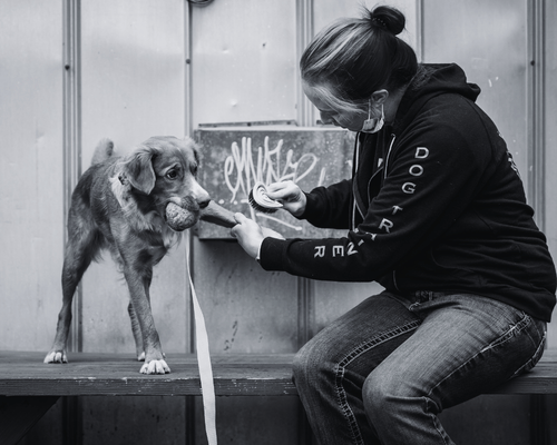 A woman (Terra, owner of Wholistic Canine) wearing a face mask and hoodie is training a dog holding a ball, using a small brush to make the dog comfortable with grooming.