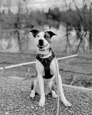 A smiling dog with a harness sitting during real world training on a gravel path near a body of water and trees.