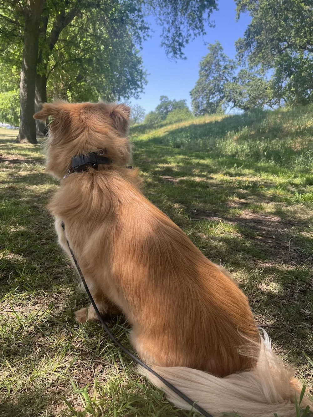 Chinese Village Dog JoJo on a long line at a Sacramento park during e-collar recall training