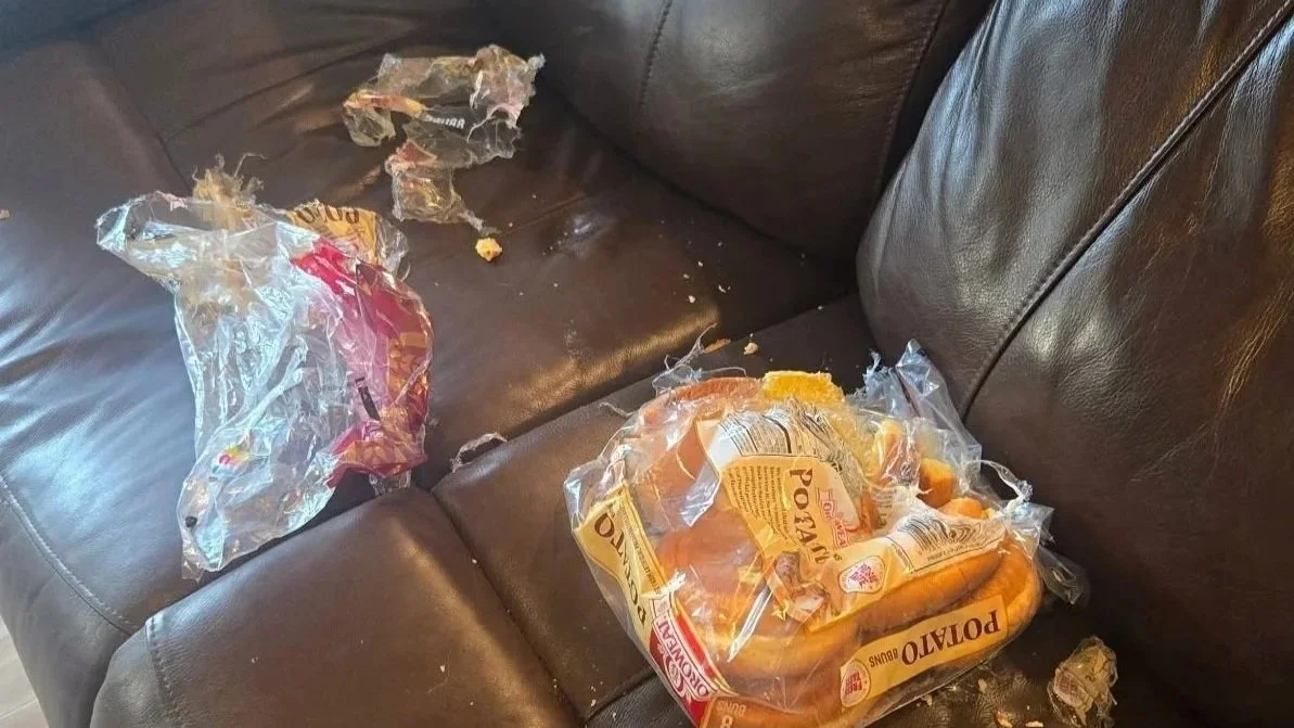counter surfing mess from senior dog.