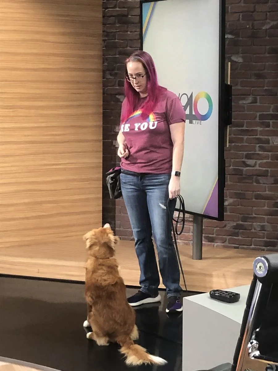 Terra Ruiz of Wholistic Canine working with Maisey on the Studio 40 Live set