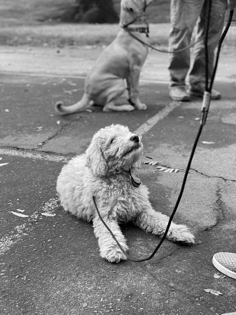 Fluffy puppy lying calmly on leash during in-home puppy training in Sacramento, with another dog waiting behind