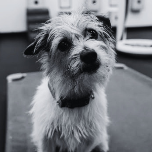 Scruffy young terrier puppy sitting attentively, ready for puppy training in Sacramento