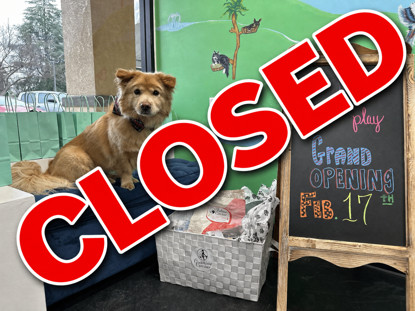 Why I Closed My Dog Training Center (And Why Your Trainer Comes to You Now)