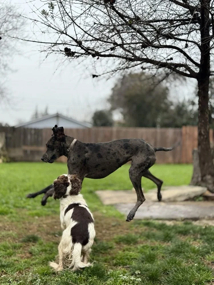 Great Dane and springer spaniel playing at dog boarding near Elk Grove, CA