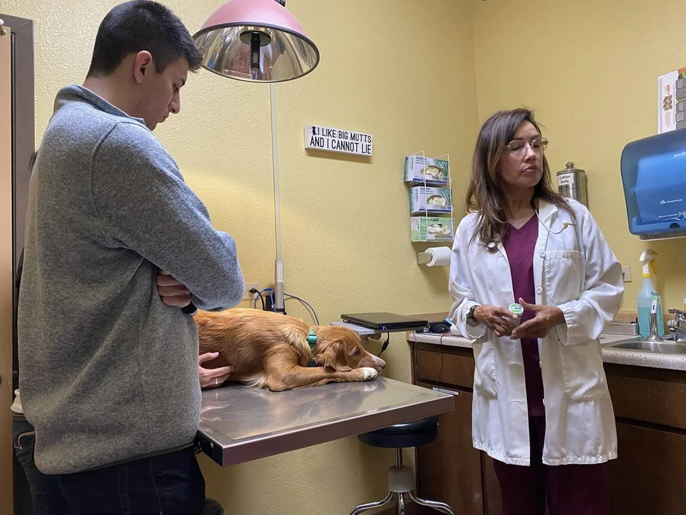 Maisey resting calmly on the exam table at Reagor Pet Hospital in Carmichael during filming