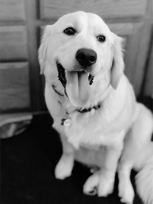 A happy Golden Retriever dog sitting on the floor smiling at the camera in black and white.