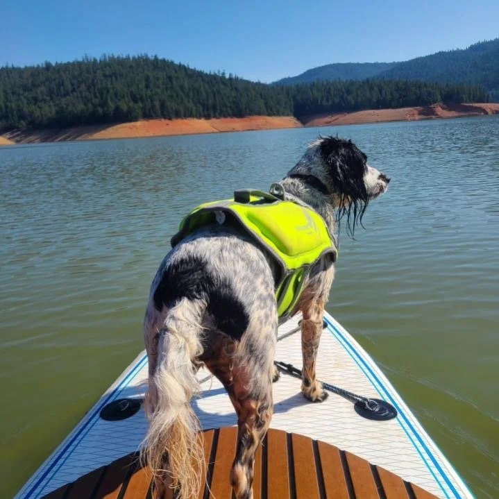 Poppy in a yellow life jacket standing at the front of a paddleboard on a calm forest lake