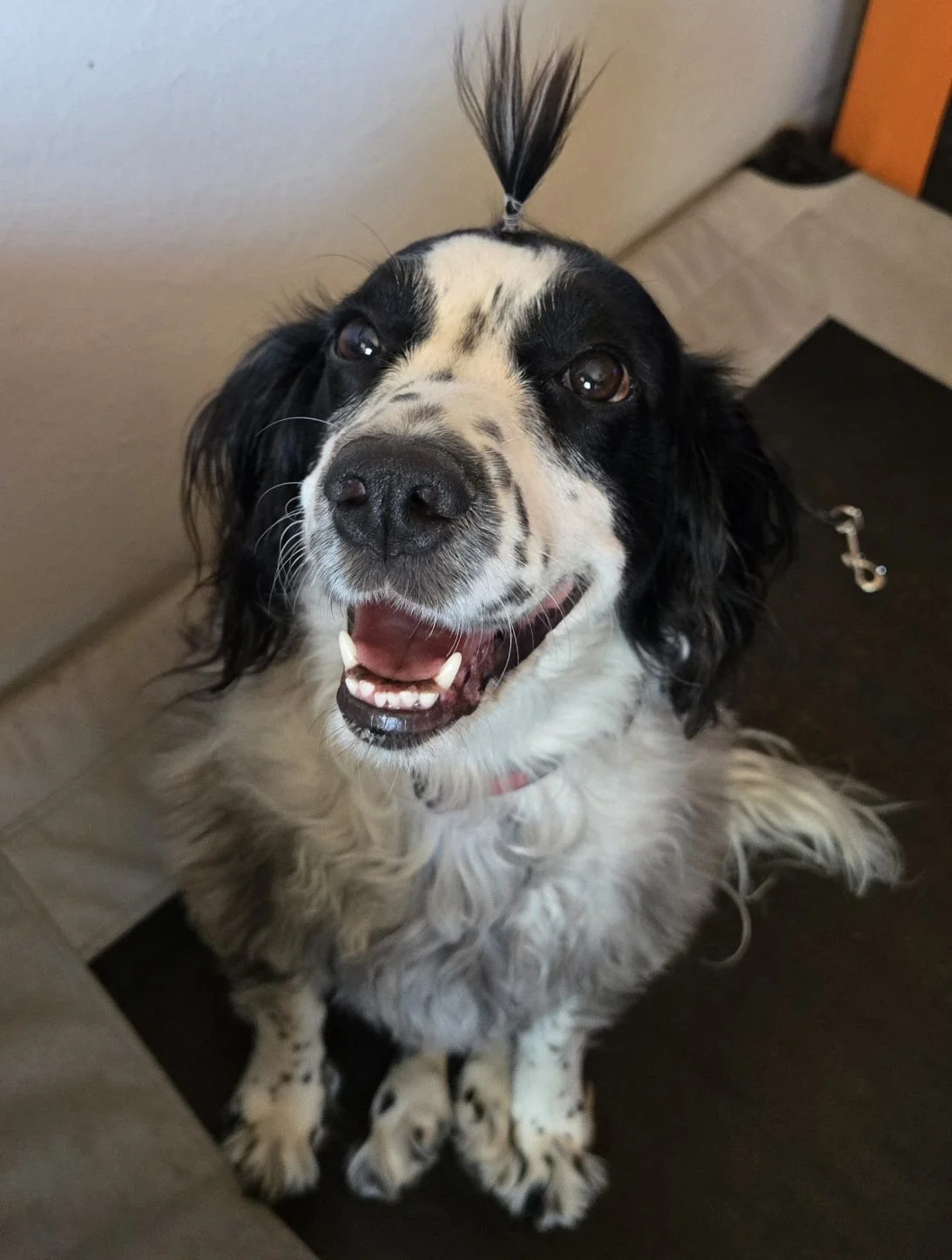 Down the Vagus Nerve Rabbit Hole With a Very Happy Dog