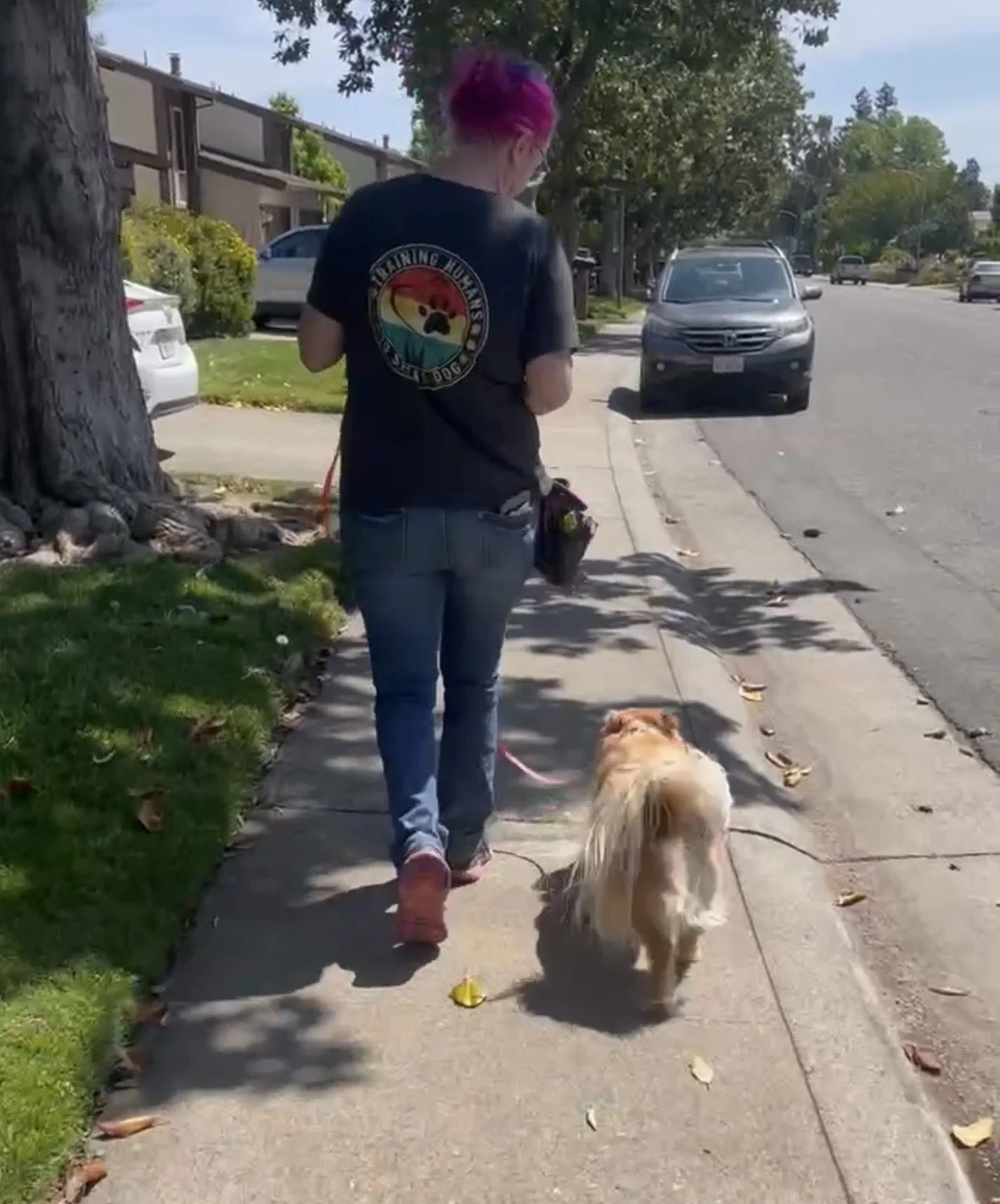 The Pilot Walk: Why the Calmest Thing on the Leash Should Be You