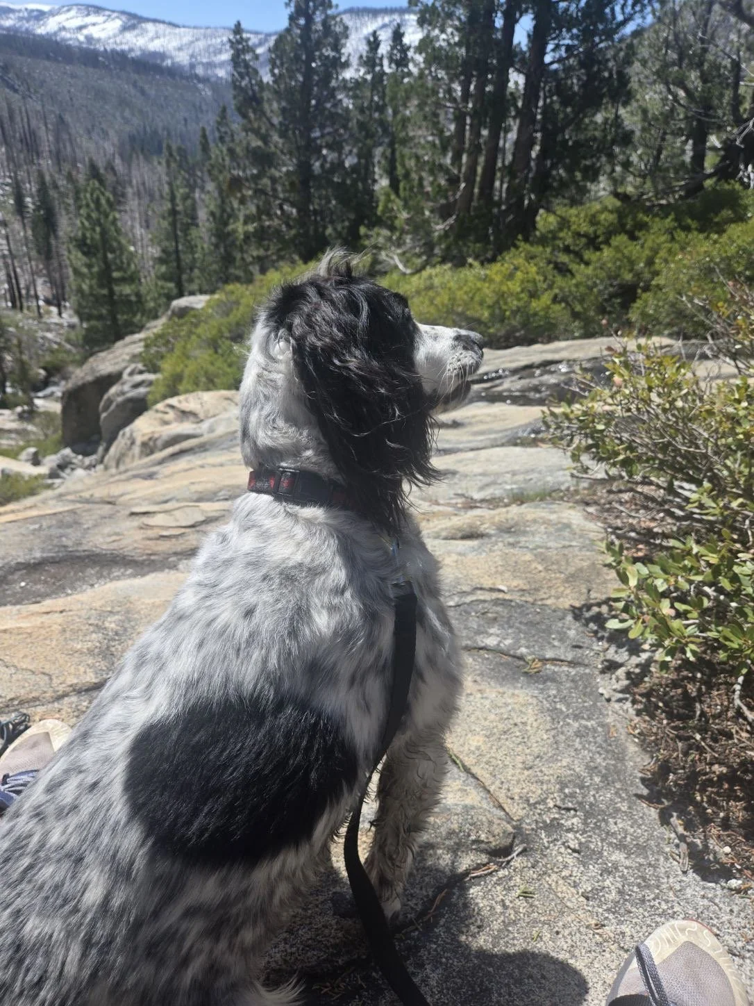 Poppy sitting calmly on a granite trail, gazing out at snow-dusted mountains and pines