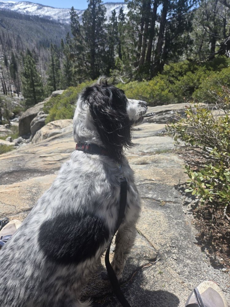 Poppy sitting calmly on a granite trail, gazing out at snow-dusted mountains and pines