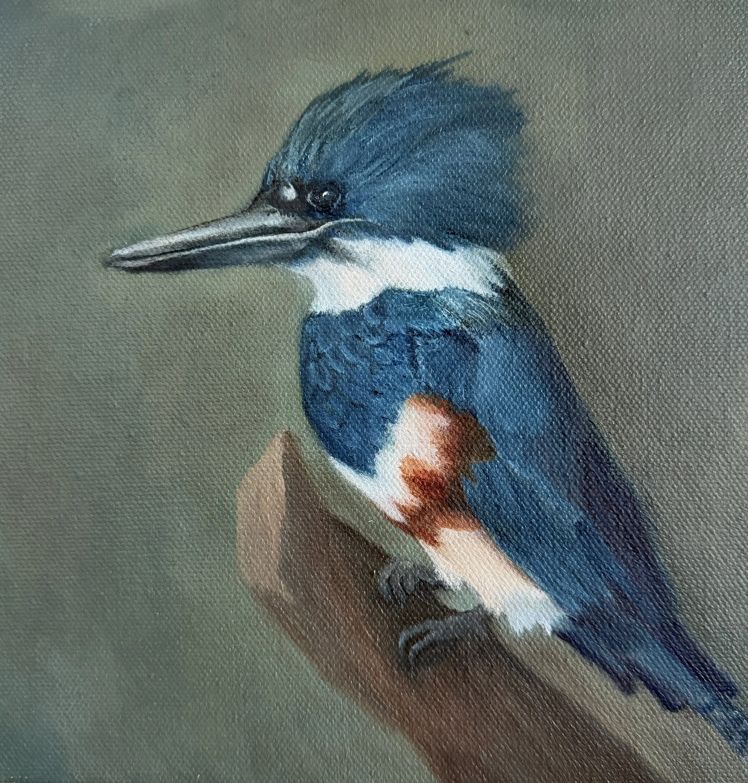 Kingfisher oil painting by cat lee