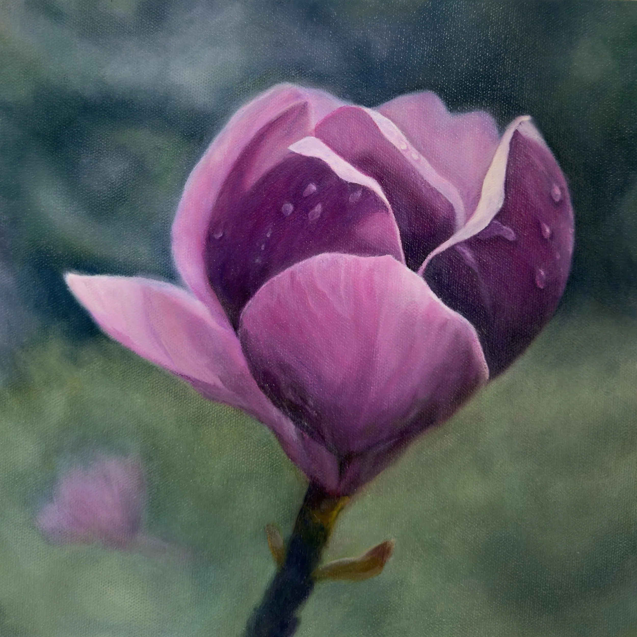 Close-up of a pink and purple flower with rounded petals, set against a blurred green background.