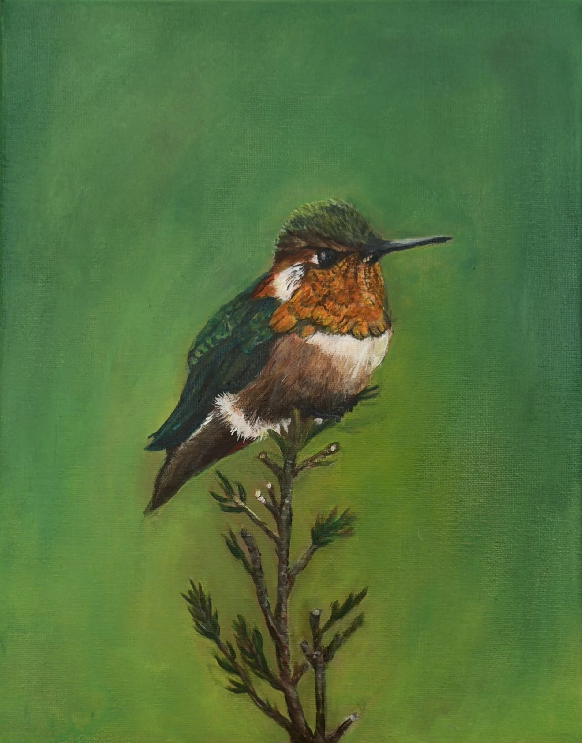 hummingbird acrylic painting by cat lee