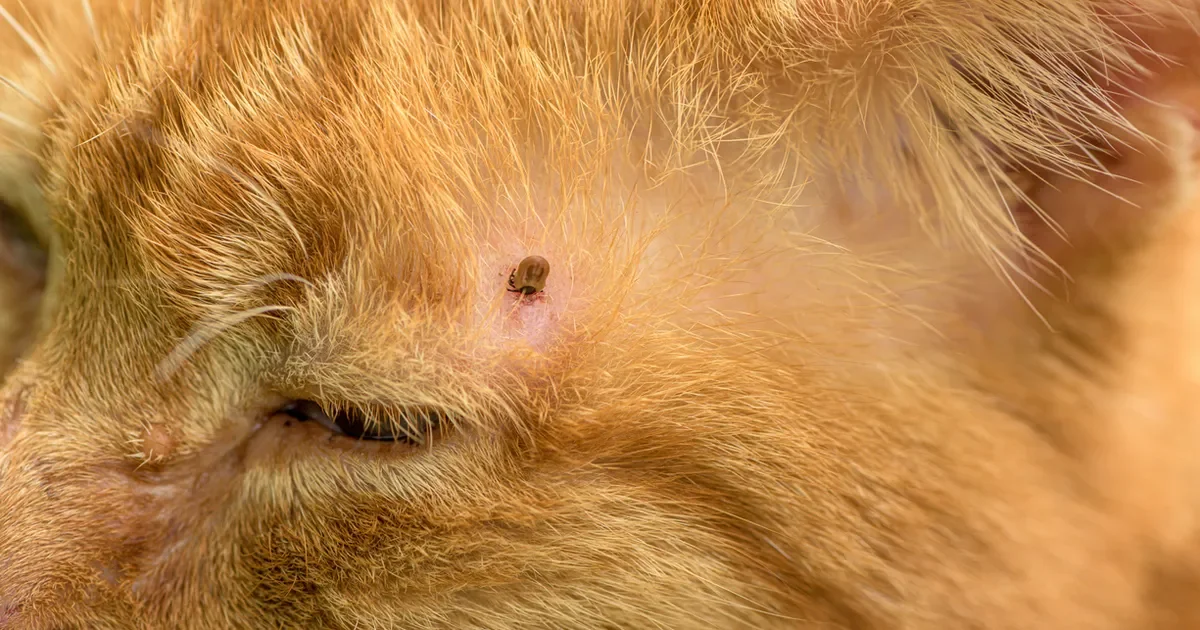 Tick Removal