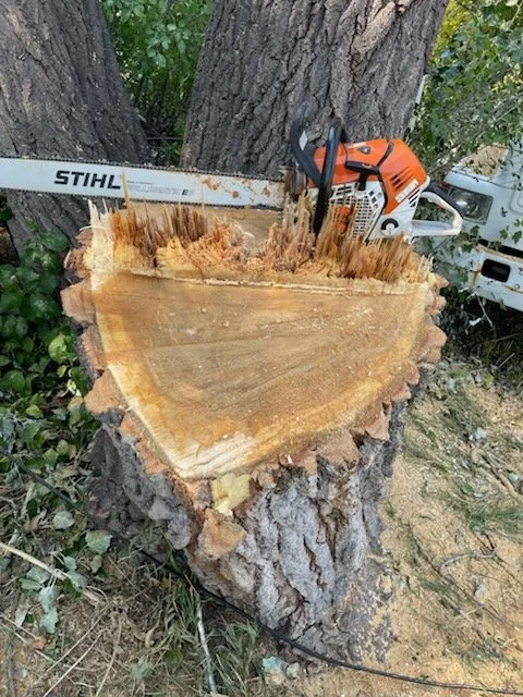 A chainsaw resting on a large, freshly cut tree trunk with a bark and concentric growth rings, outdoors with greenery and a small white vehicle in the background.